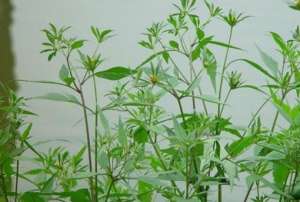 中药材种植基地有待进一步